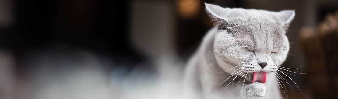 Katze - Haut, Fell & Pflege